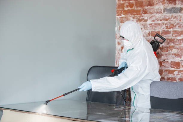 Best Black Mold Removal in USA